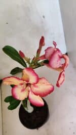 Planta Simples 3369 – 30cm – 02 anos - Imagem 4