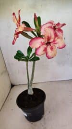 Planta Simples 3369 – 30cm – 02 anos - Imagem 6