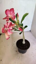 Planta Simples 3369 – 30cm – 02 anos - Imagem 5