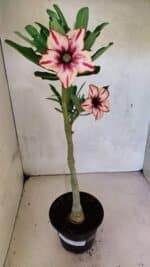 Planta Simples 3370 – 35cm – 03 anos - Imagem 2