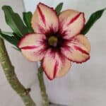 Planta Simples 3370 – 35cm – 03 anos