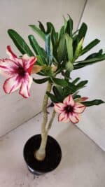 Planta Simples 3370 – 35cm – 03 anos - Imagem 5