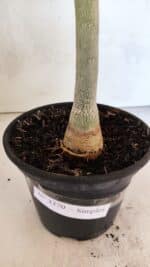 Planta Simples 3370 – 35cm – 03 anos - Imagem 8