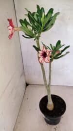 Planta Simples 3370 – 35cm – 03 anos - Imagem 7