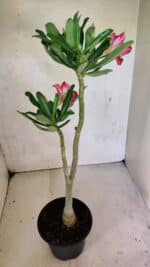 Planta Simples 3370 – 35cm – 03 anos - Imagem 6