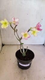 Planta Simples 3371 – 30cm – 02 anos - Imagem 2