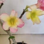 Planta Simples 3371 – 30cm – 02 anos