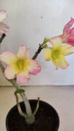 Planta Simples 3371 – 30cm – 02 anos