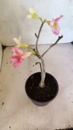 Planta Simples 3371 – 30cm – 02 anos - Imagem 4