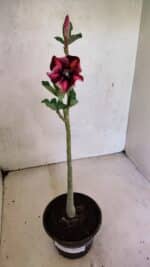 Planta Simples 3372 – 30cm – 02 anos - Imagem 2