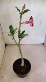 Planta Simples 3372 – 30cm – 02 anos - Imagem 4