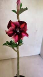 Planta Simples 3372 – 30cm – 02 anos