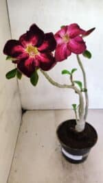 Planta Simples 3373 – 30cm – 02 anos - Imagem 2