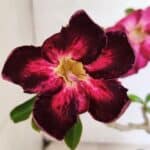 Planta Simples 3373 – 30cm – 02 anos