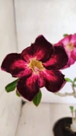 Planta Simples 3373 – 30cm – 02 anos