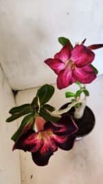 Planta Simples 3373 – 30cm – 02 anos - Imagem 4