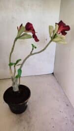 Planta Simples 3373 – 30cm – 02 anos - Imagem 6