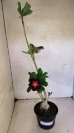 Planta Simples 3374 – 35cm – 03 anos - Imagem 2