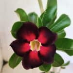 Planta Simples 3374 – 35cm – 03 anos