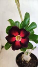 Planta Simples 3374 – 35cm – 03 anos