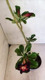 Planta Simples 3374 – 35cm – 03 anos - Imagem 4