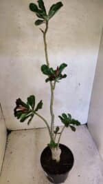 Planta Simples 3374 – 35cm – 03 anos - Imagem 5