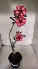 Planta Simples 3375 – 35cm – 03 anos - Imagem 2