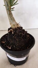 Planta Simples 3375 – 35cm – 03 anos - Imagem 7