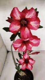 Planta Simples 3375 – 35cm – 03 anos - Imagem 4