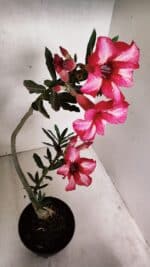 Planta Simples 3375 – 35cm – 03 anos - Imagem 5