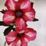 Planta Simples 3375 – 35cm – 03 anos