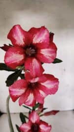 Planta Simples 3375 – 35cm – 03 anos