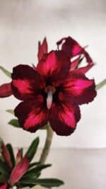 Planta Simples 3376 – 35cm – 03 anos