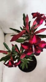 Planta Simples 3376 – 35cm – 03 anos - Imagem 4