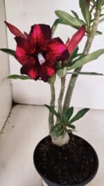 Planta Simples 3376 – 35cm – 03 anos - Imagem 5