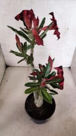 Planta Simples 3376 – 35cm – 03 anos - Imagem 7