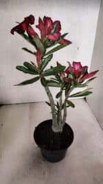 Planta Simples 3376 – 35cm – 03 anos - Imagem 6