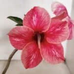 Planta Simples 3377 – 30cm – 02 anos