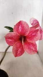 Planta Simples 3377 – 30cm – 02 anos