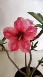 Planta Simples 3377 – 30cm – 02 anos - Imagem 5