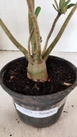 Planta Simples 3377 – 30cm – 02 anos - Imagem 6