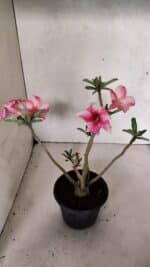 Planta Simples 3377 – 30cm – 02 anos - Imagem 4