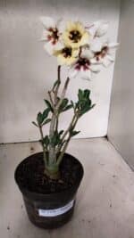 Planta Simples 3378 – 30cm – 02 anos - Imagem 2