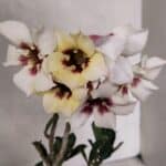 Planta Simples 3378 – 30cm – 02 anos