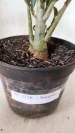 Planta Simples 3378 – 30cm – 02 anos - Imagem 6