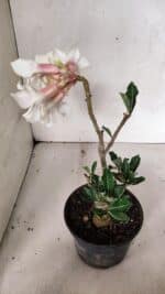 Planta Simples 3378 – 30cm – 02 anos - Imagem 5