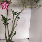 Planta Simples 3380 – 35cm – 03 anos