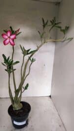 Planta Simples 3380 – 35cm – 03 anos