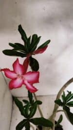 Planta Simples 3380 – 35cm – 03 anos - Imagem 4