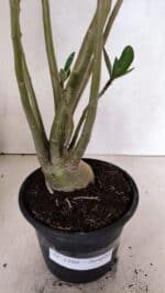 Planta Simples 3380 – 35cm – 03 anos - Imagem 7